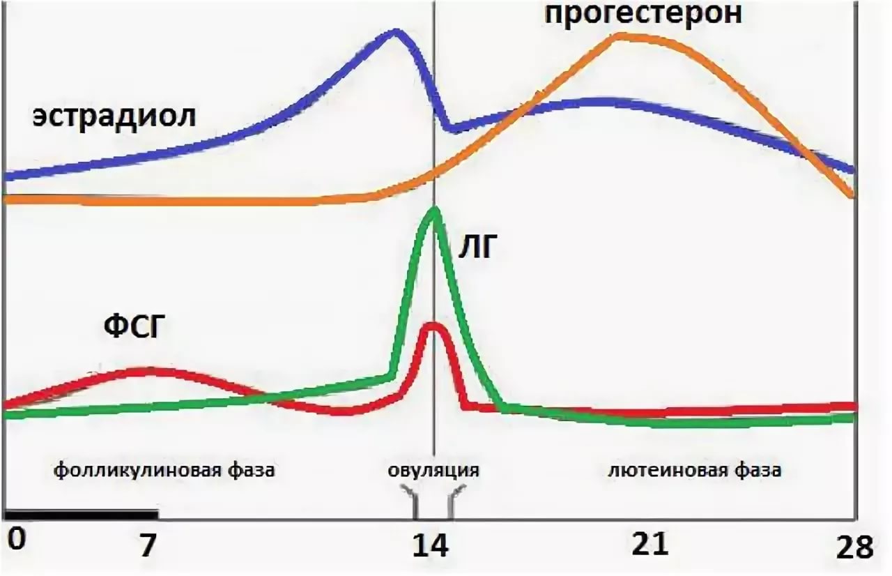 прогестерон и грудь при беременности фото 50