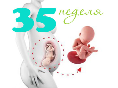 Беременных 35 недели беременности. 35 Неделя беременности вес. Вес ребёнка в 35 недель беременности. Вес малыша на 35 неделе беременности. Вес плода в 35 недель беременности.