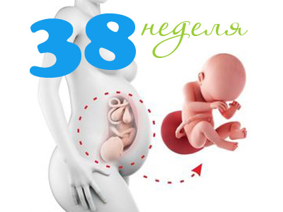 38 неделя активно шевелится. Ребёнок на 38 неделе беременности. 38 Неделя беременности вес. 38 Неделя беременности рост и вес малыша.